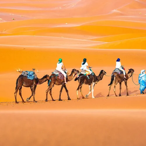 13928024-Tuareg-man-leading-a-camel-train-of-tourists-on-the-sand-dunes-of-Erg-Chebbi-Merzouga-Sahara-Desert-Morocco